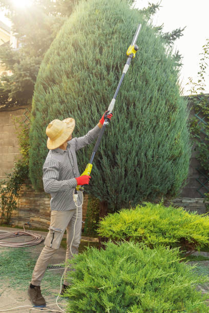 Professional Tree Removal and Landscaping Services in North Braddock, PA